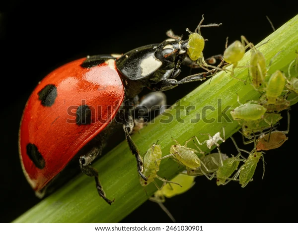 Ladybug ve predatör akarlar bahçemize nasıl çekilir